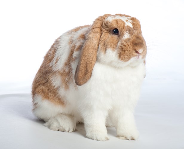 Continuing Professional Development Rabbits, rodents and ferrets